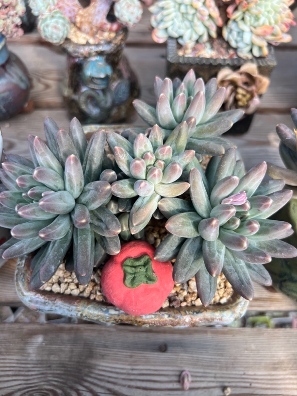 控养老桩乌拉克拉多肉植物