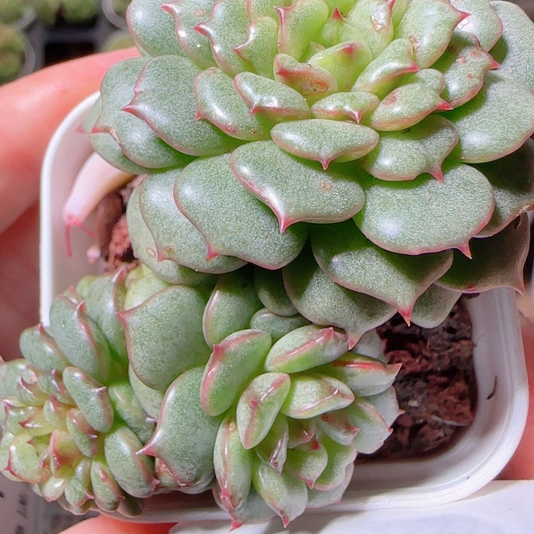 花语逸镜1102-54魑魅琉璃溏心珍妮