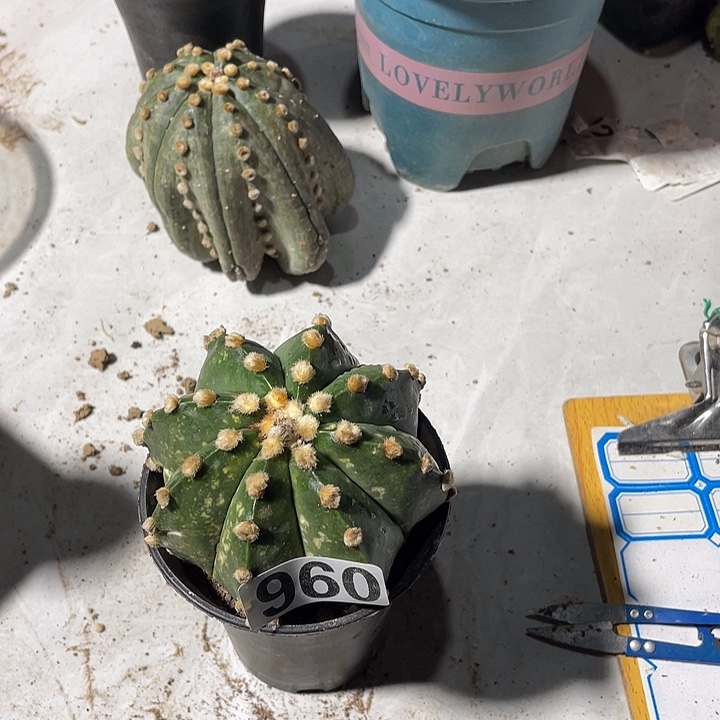 仙人球周瑾高荣960号