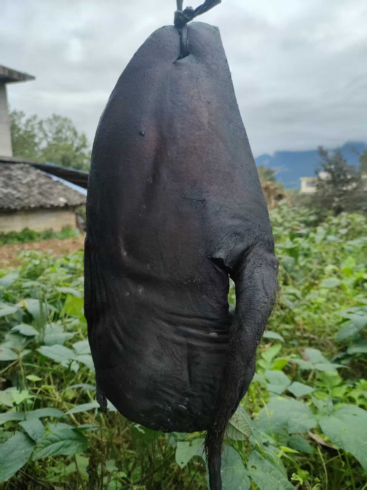 重庆巫溪高山粮食猪圆尾肉《现场称重》一物一拍