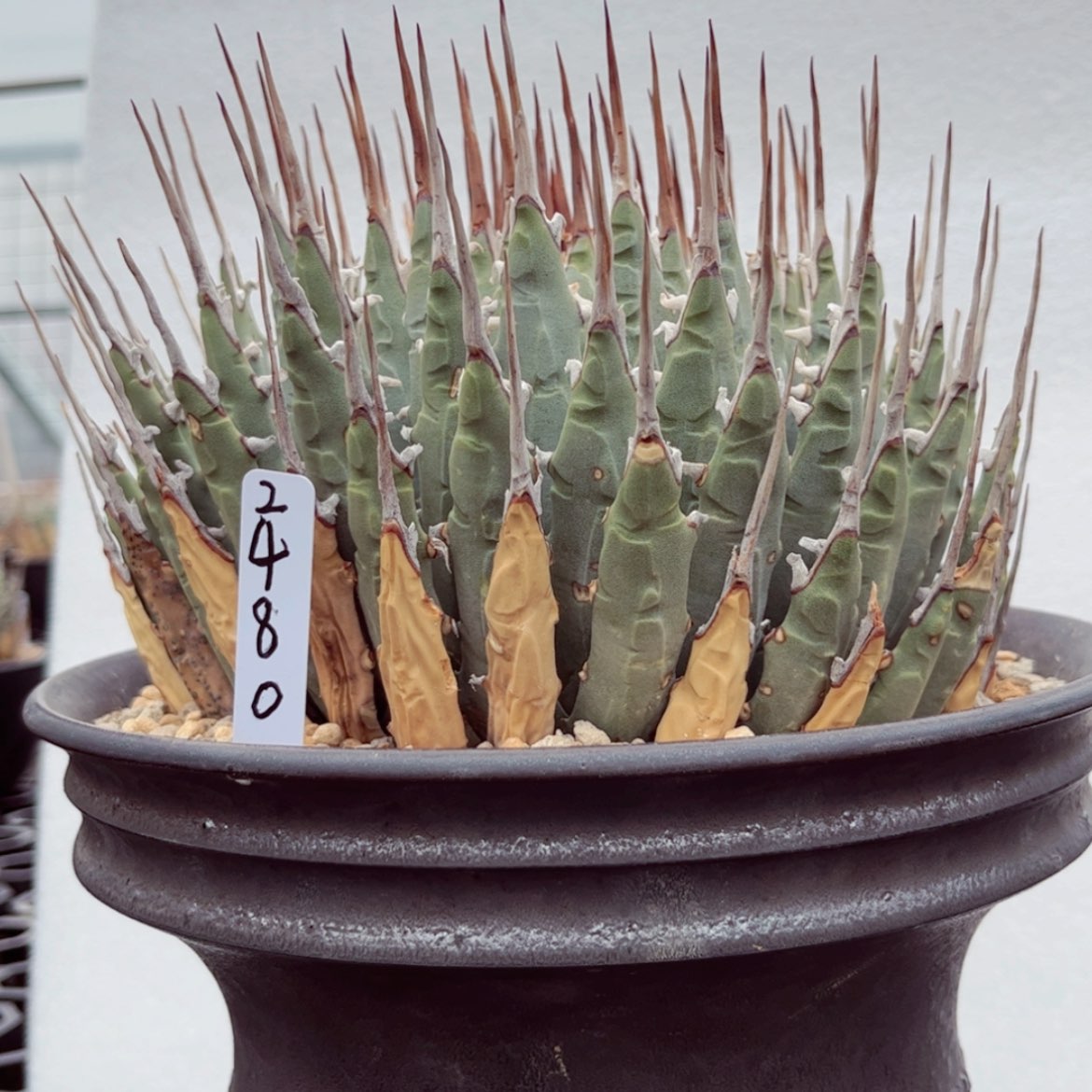 【闪购商品】西*?11111111