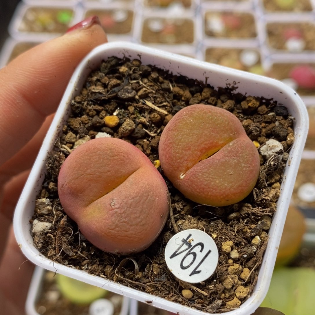 2.2-2.4cm多肉植物