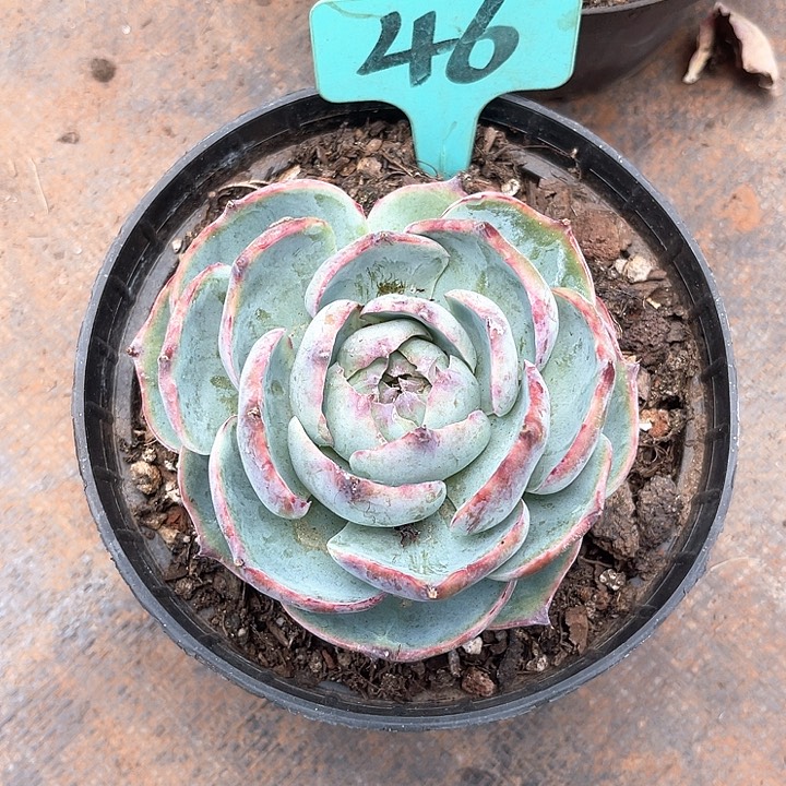 晨语多肉，一物一拍惊鸿，46