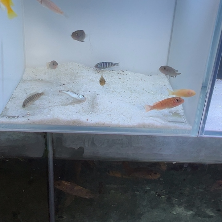 海水鱼三湖慈鲷，热带淡水鱼