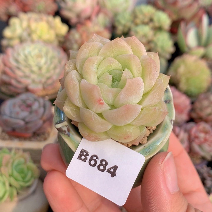 一物一拍含盆土满38包邮B684