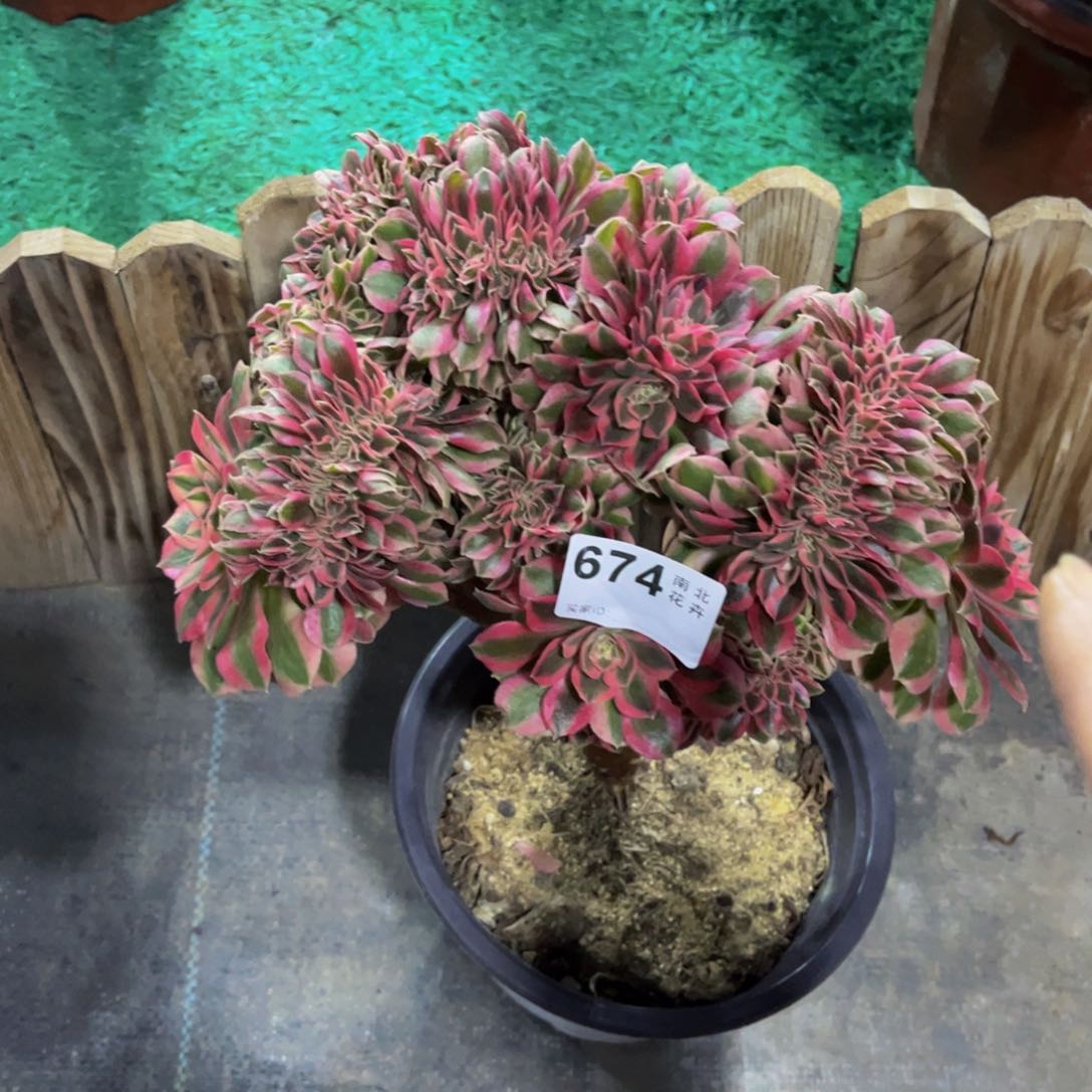 多肉锥化000000674