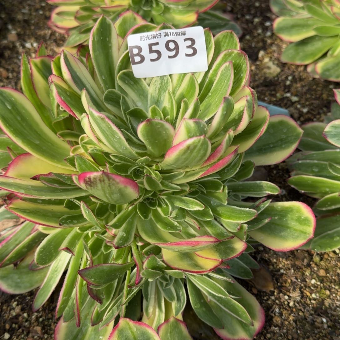 593海王多肉植物