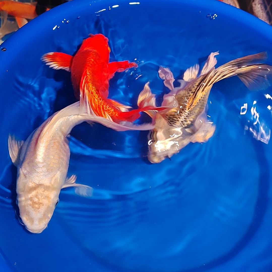 蝴蝶鲤一对一挑选直播间