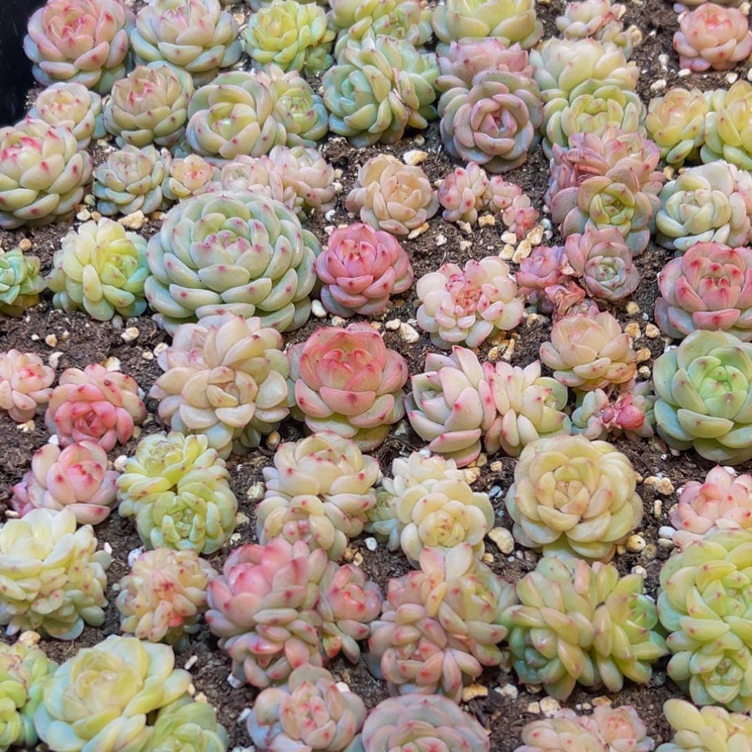 俩***&636多肉葡萄的味道是真的