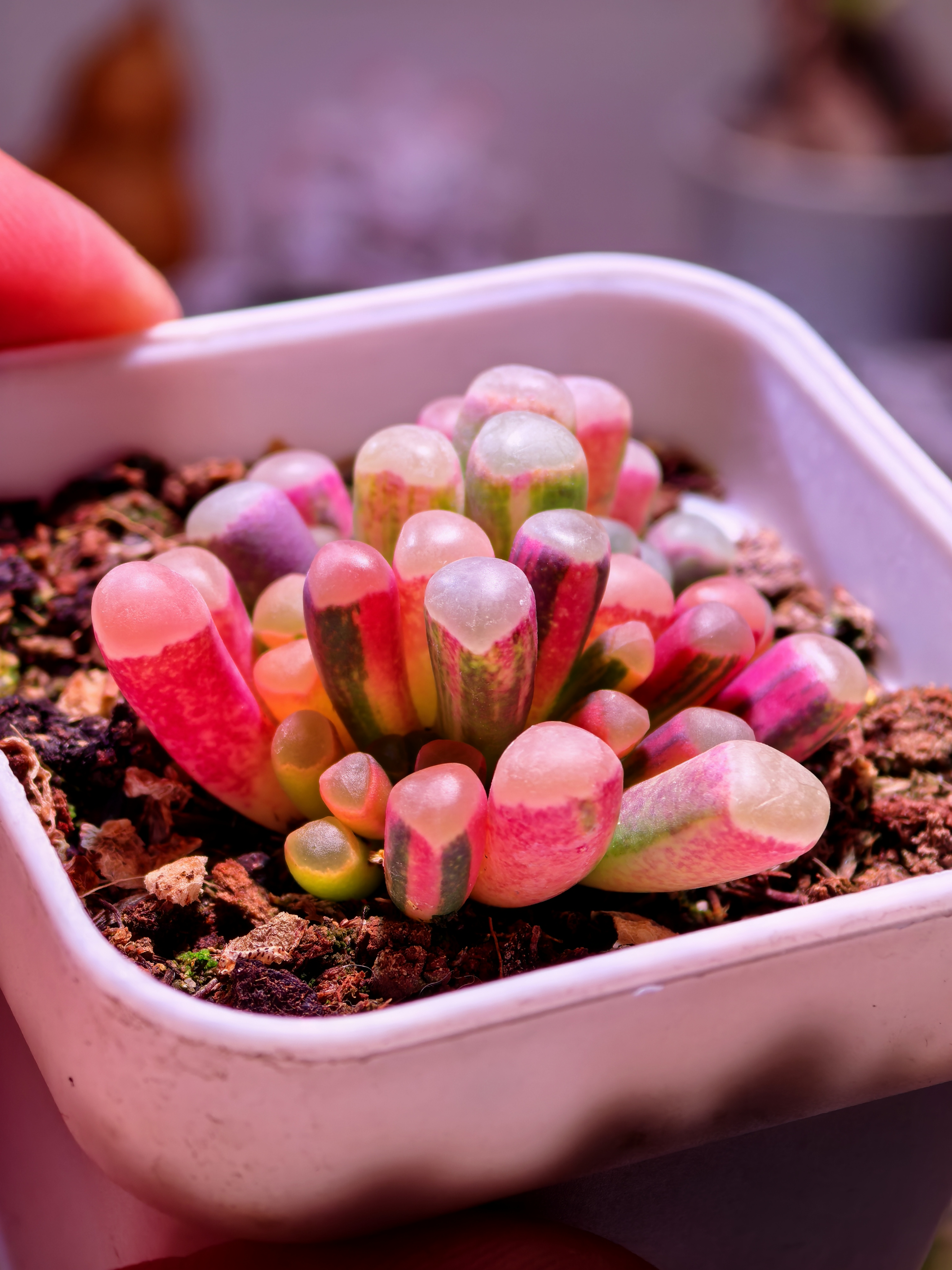 五十玲玉锦054一物一拍稀缺多肉植物锦