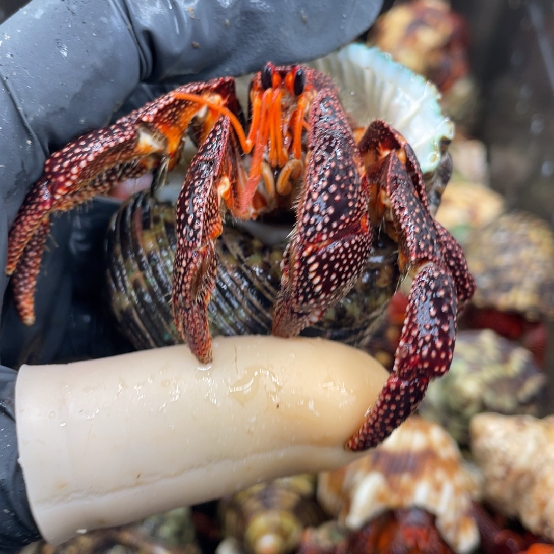 不退不换活体宠物79