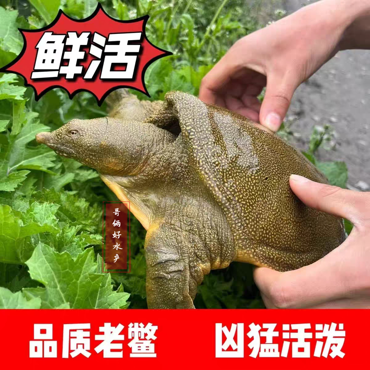 外塘鲜活大甲鱼到手2.5~3斤青黄背白底甲鱼公母随机包邮包活到家
