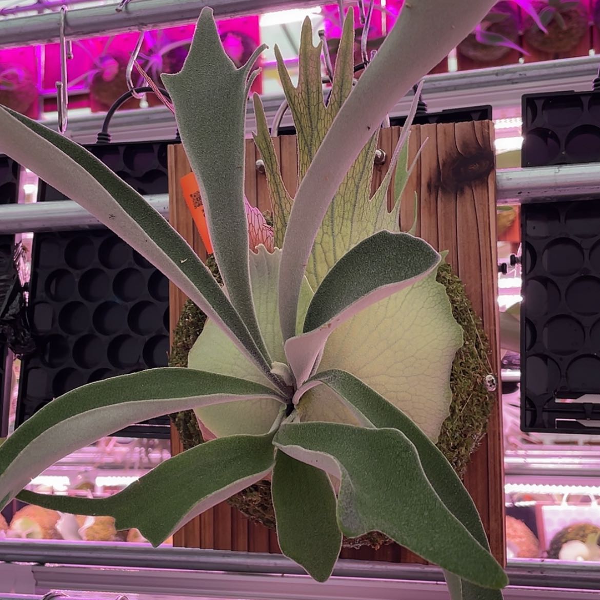 【闪购商品】不开花植物AR