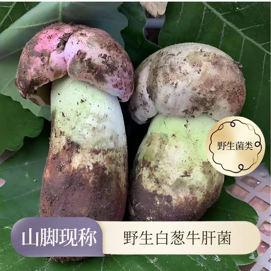 云南野生菌八大菌野现采现发低温空运送货上门牛肝菌