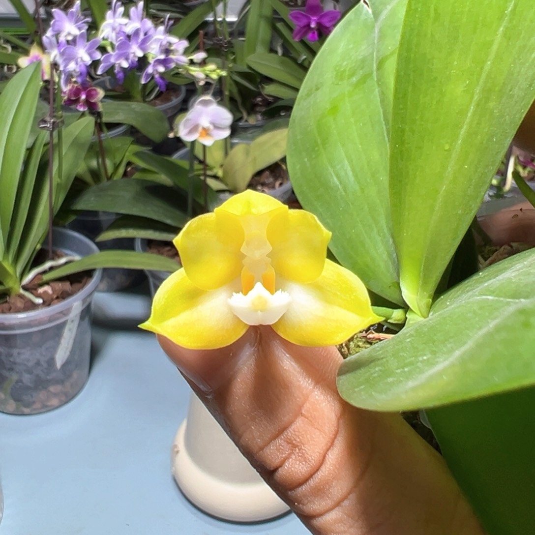 当前无花栽培后可以开花福利