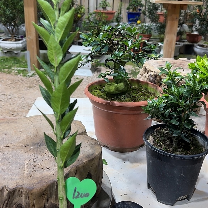 *****直播间八房柑一物一拍