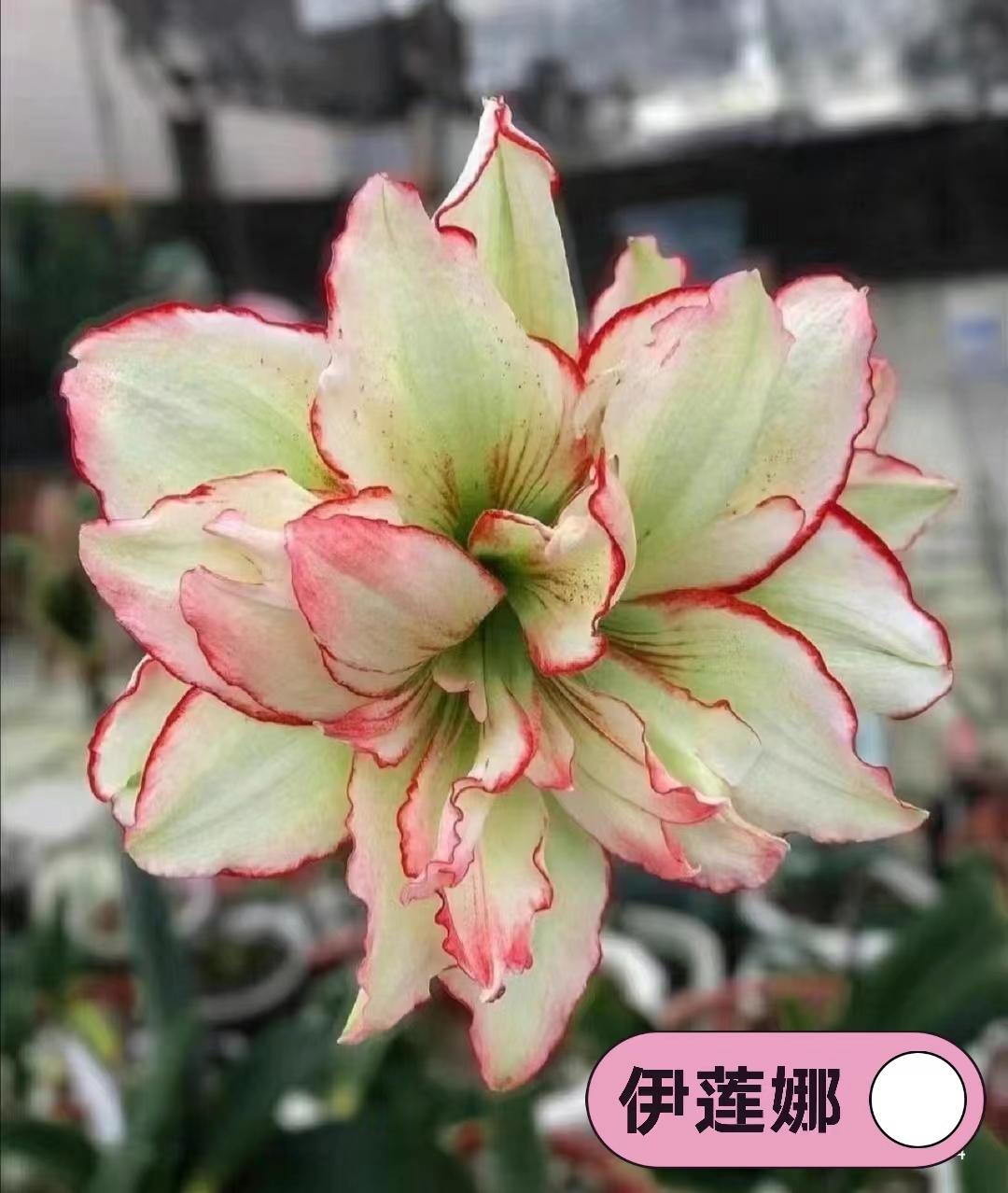 【伊莲娜】朱顶红澳朱重瓣基地自然种球浓香室内盆栽四季开花植物