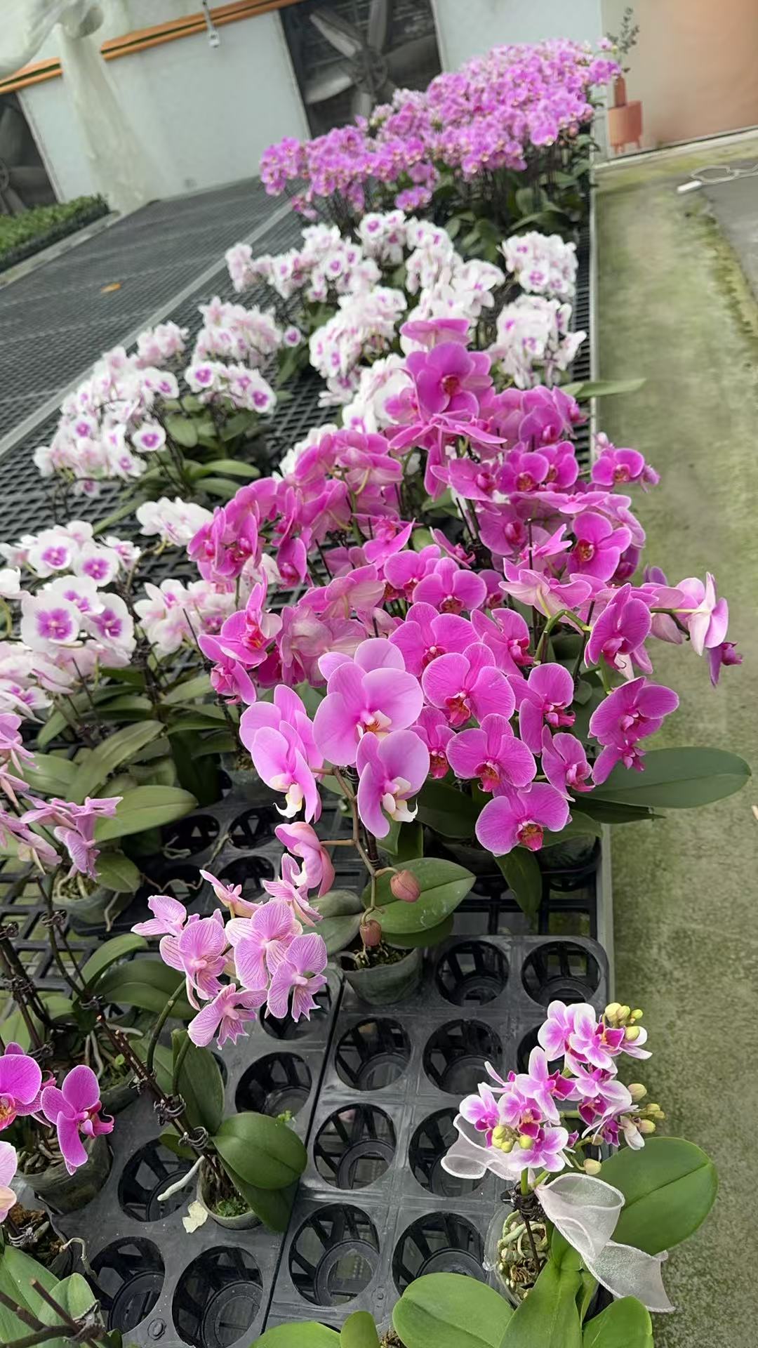 蝴蝶兰 随机发货一支花 适合新手小白的蝴蝶兰花花（瑕疵介意勿拍）