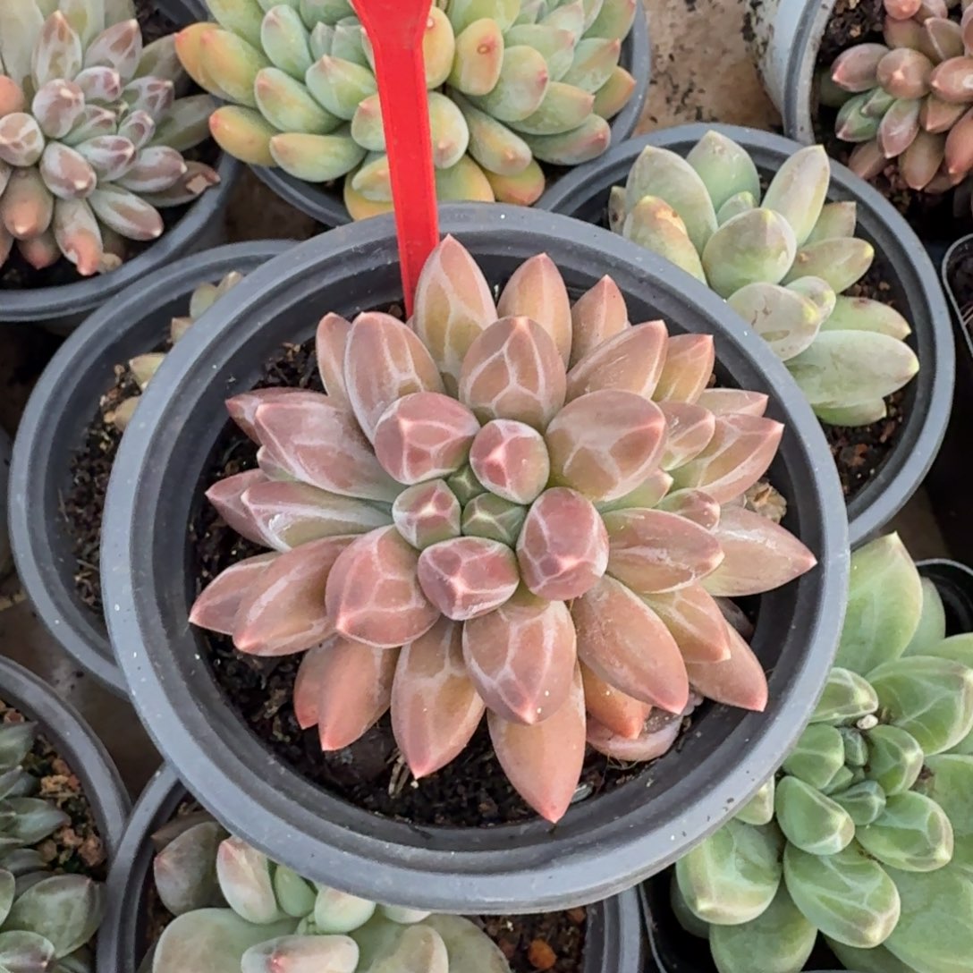 易***栀伊卡鲁斯一物一拍691