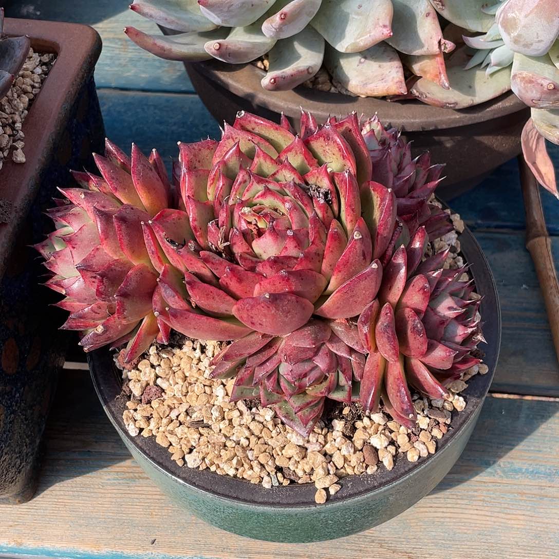 麦比乌斯多肉植物多肉