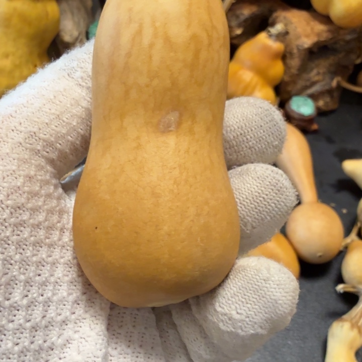 1***道66666666666666667766