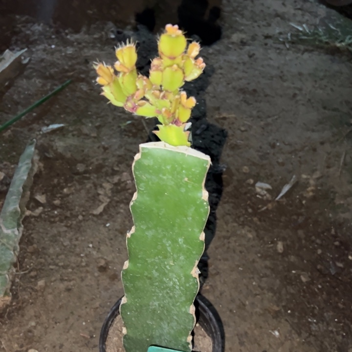 穆***穆当前无花栽培后可以开花084  501