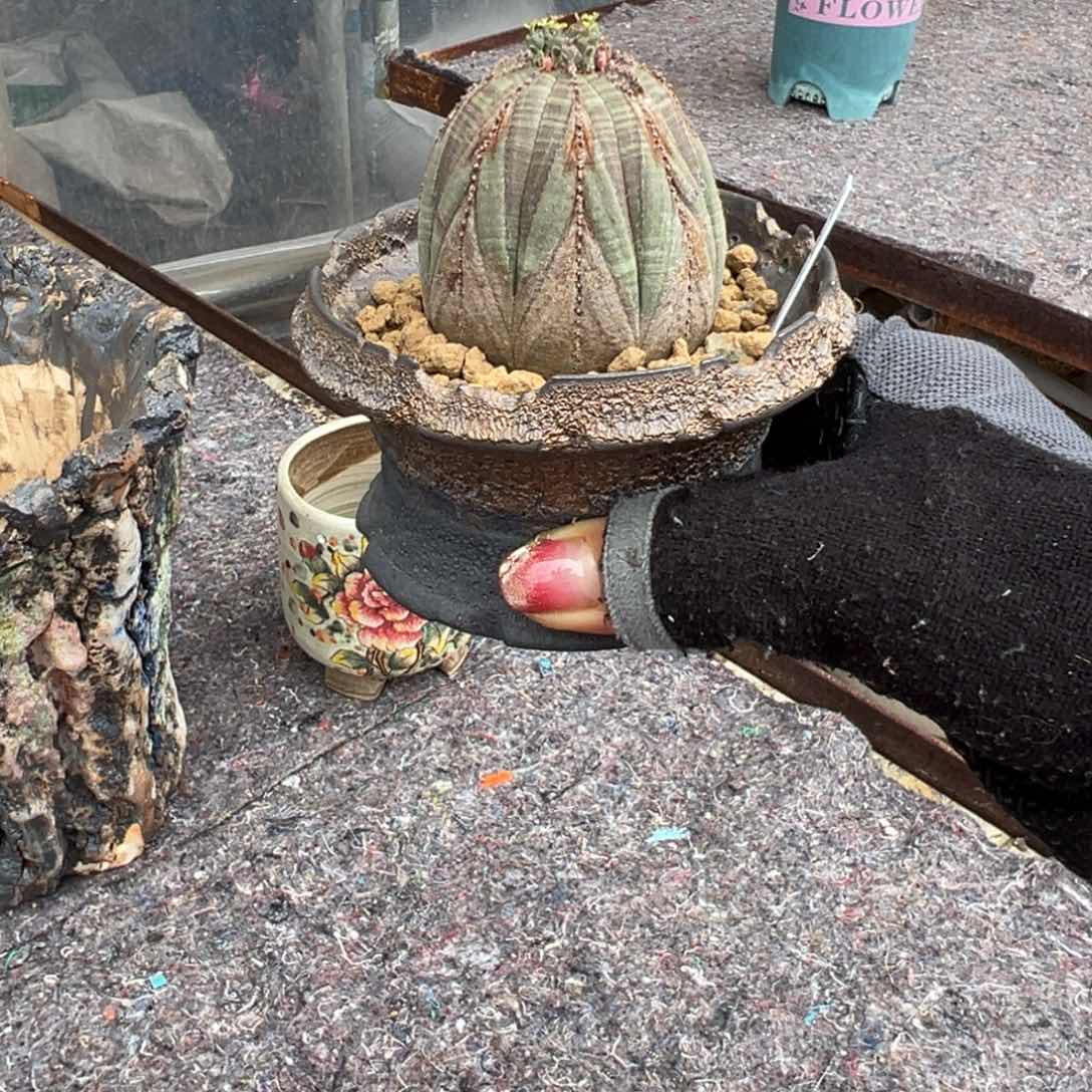 布纹球wwwwwwwwwwwwww