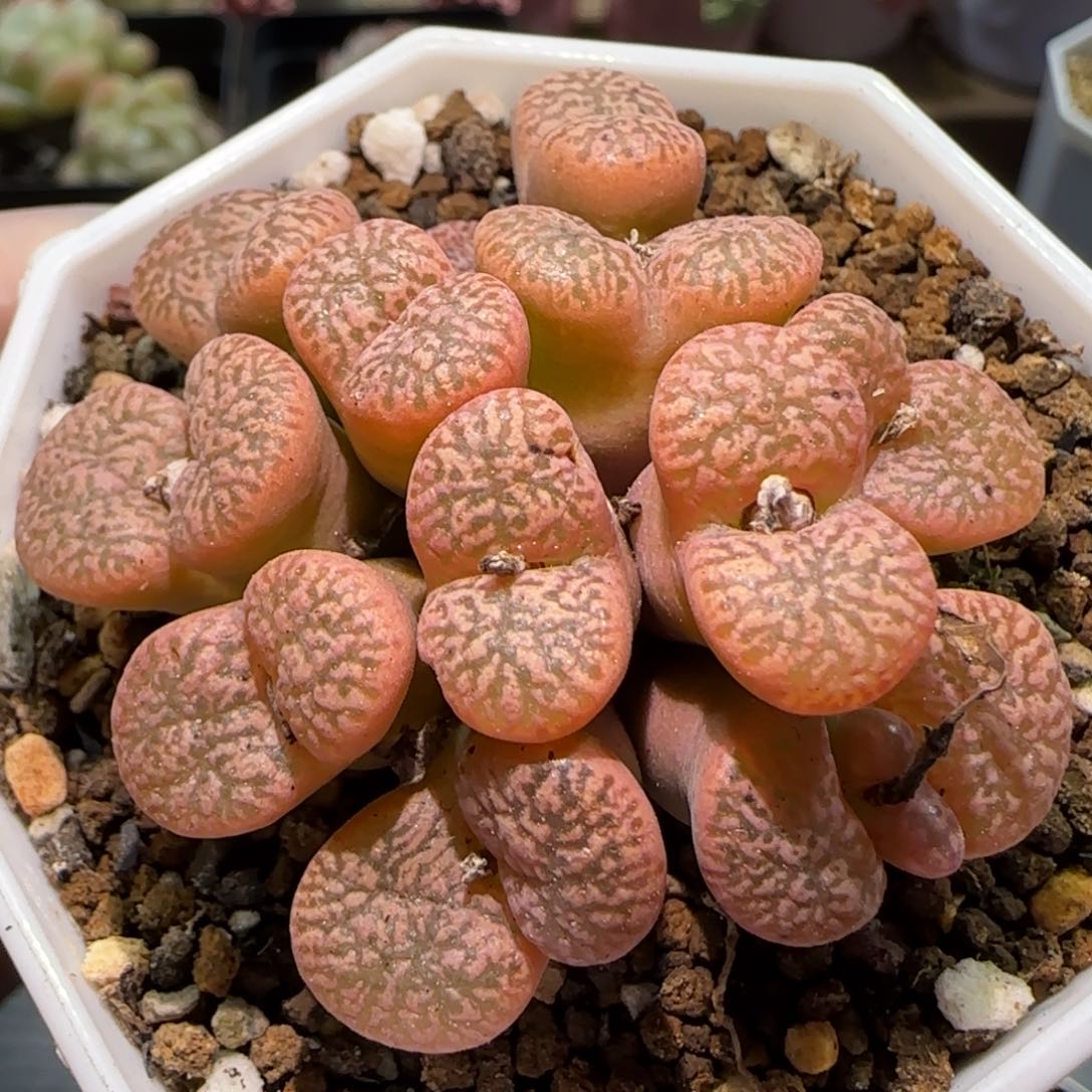 1.14 上播福利 鸟哈尼 6006