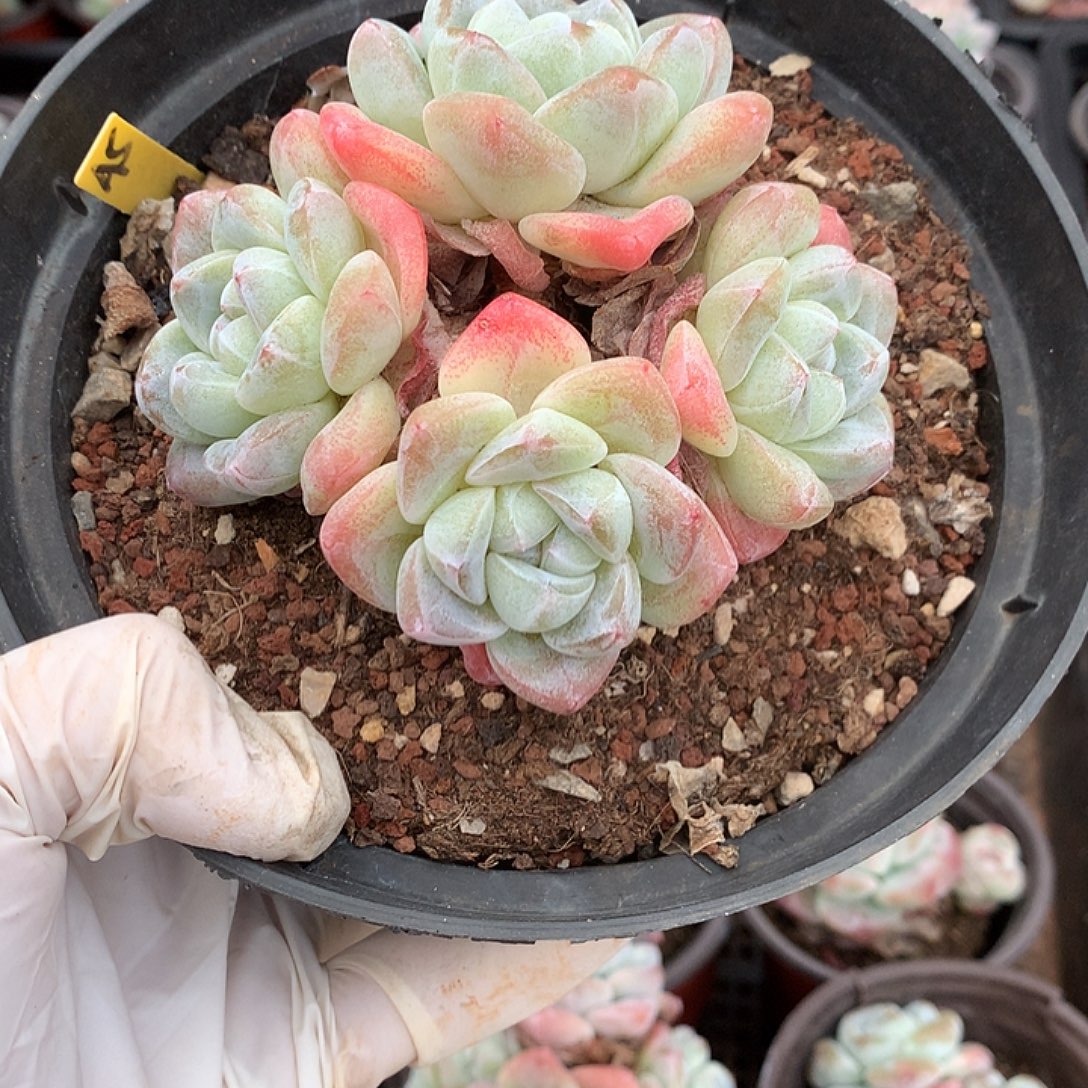 Ella 寄养多肉植物