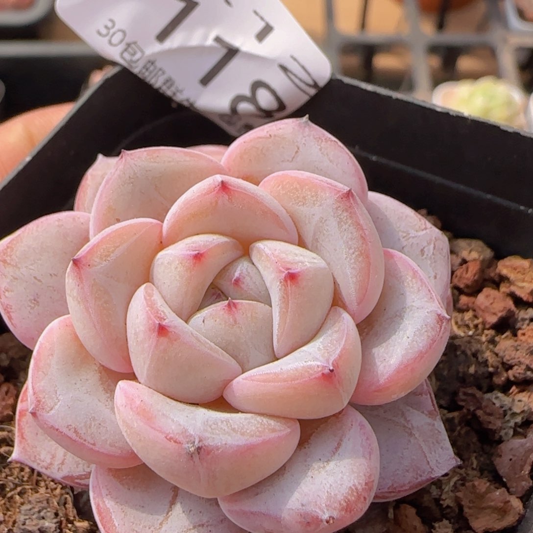 霜降单头一颗脱土发货