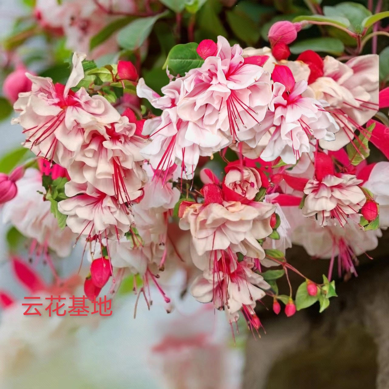 云花基地【精品】超大花白棉桃棒棒糖灯笼花倒挂金钟带花苞基地直发