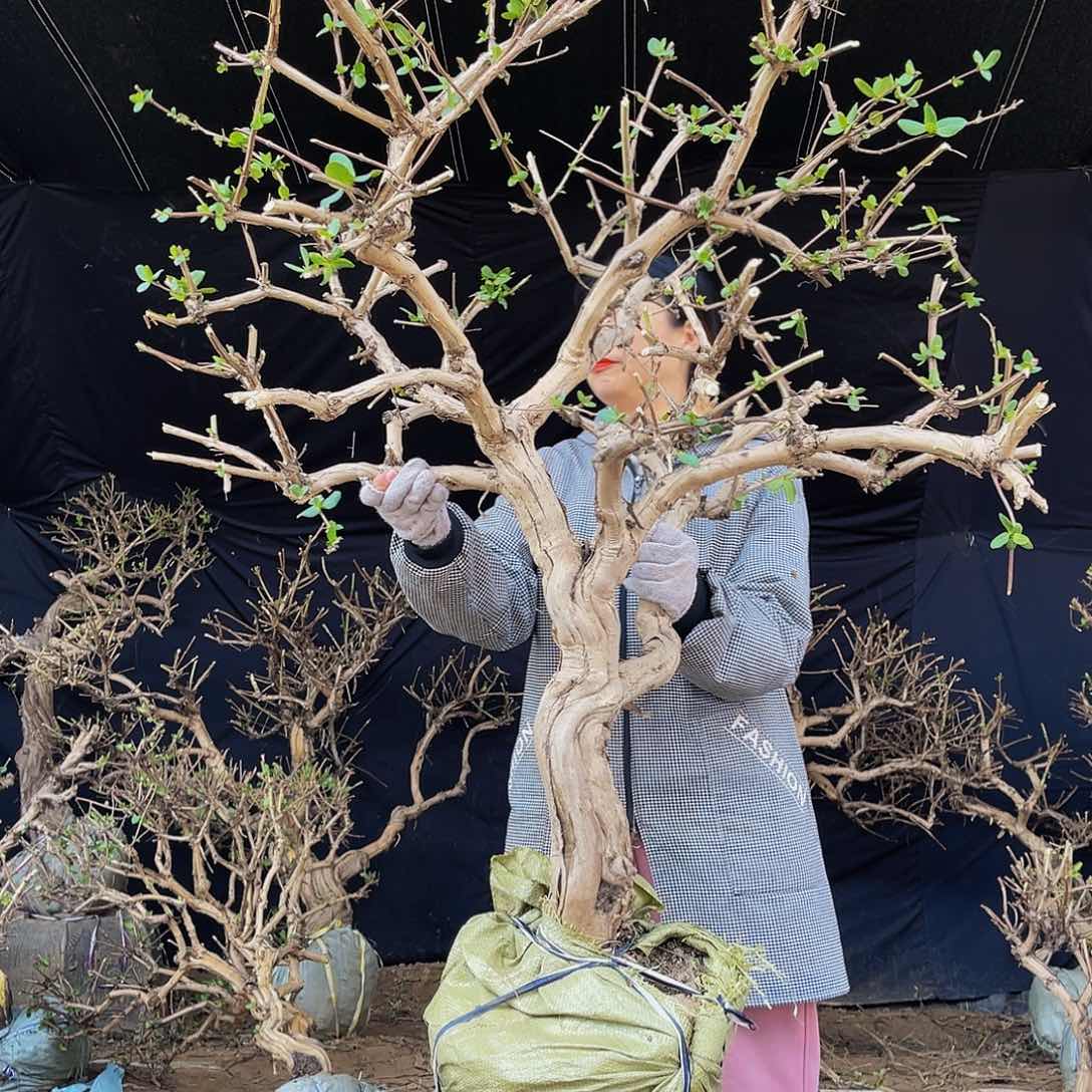 当前无花朵，栽培后可花朵