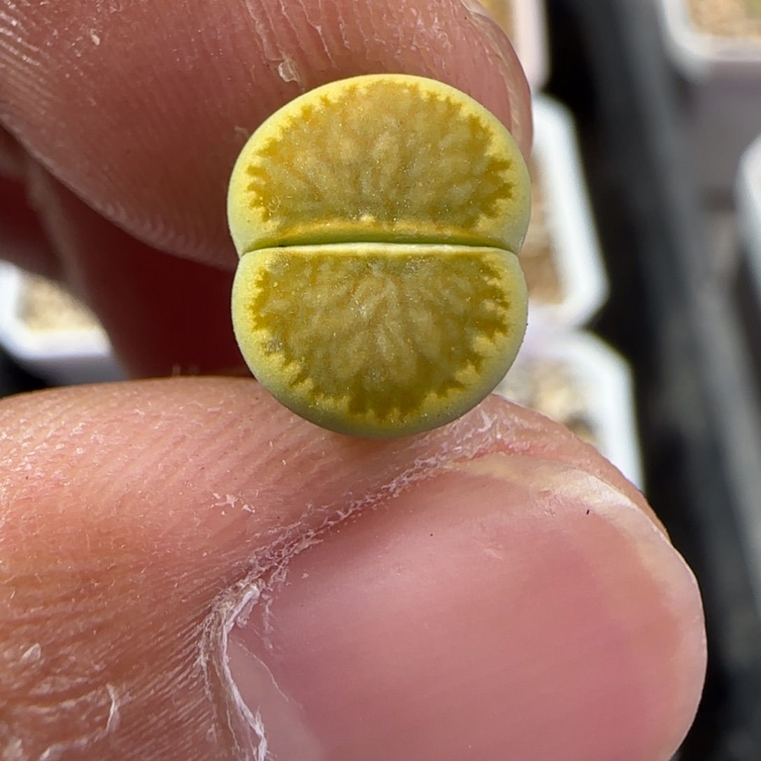 134 生石花大棚直播