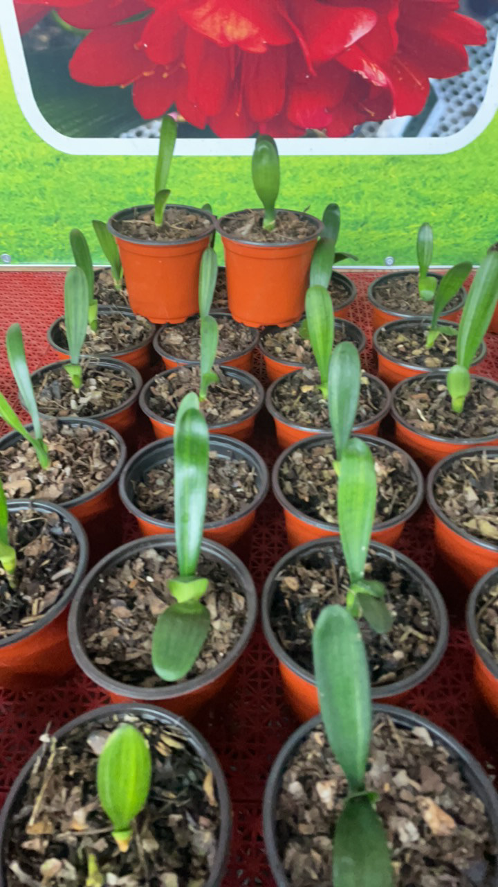 君子兰  科幻母本+爱马仕+黄玫瑰+黑龙父本 各一颗豆芽苗 原盆