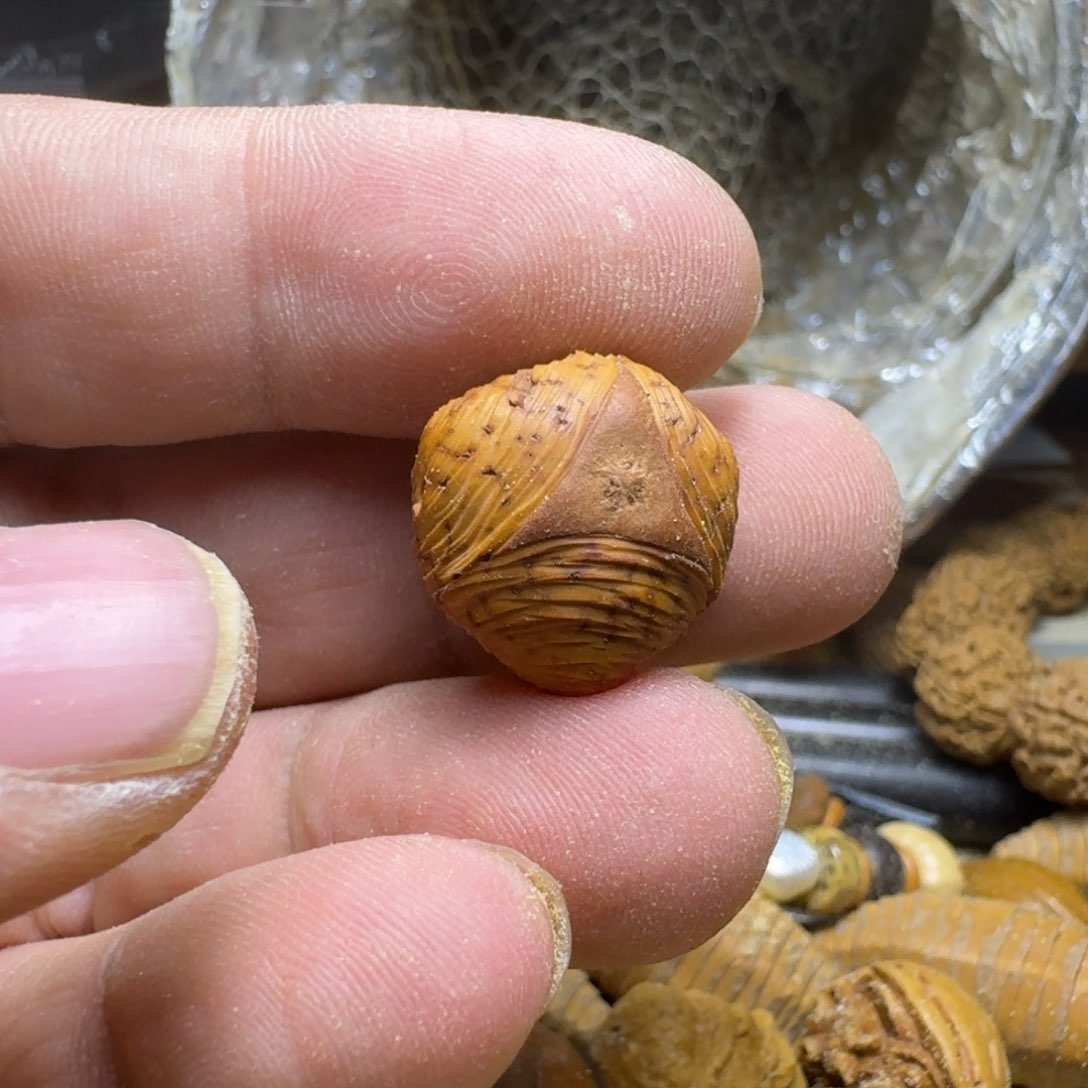 橄榄核手串/手链顶级大师说出那两