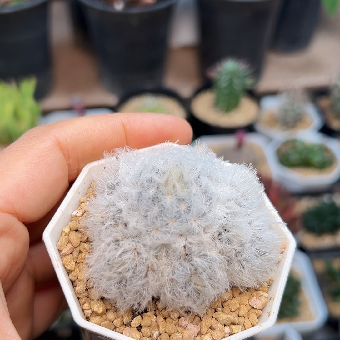 白星自根群一颗一颗