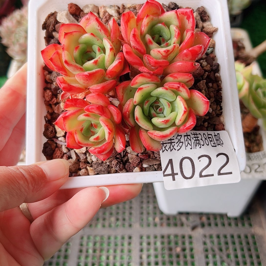 无花朵多肉一物一拍植物4022