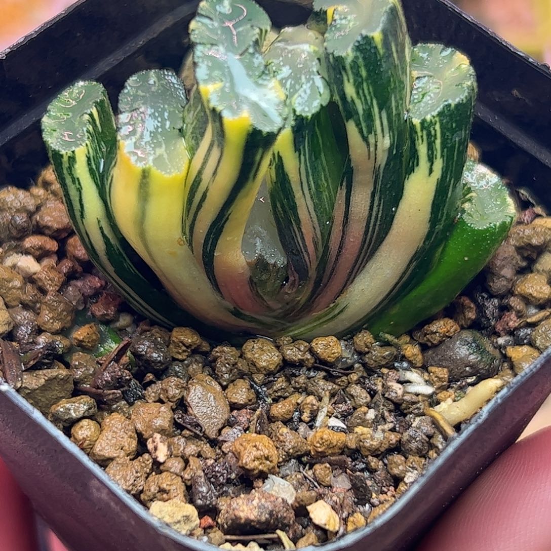 北斋锦十二卷多肉植物