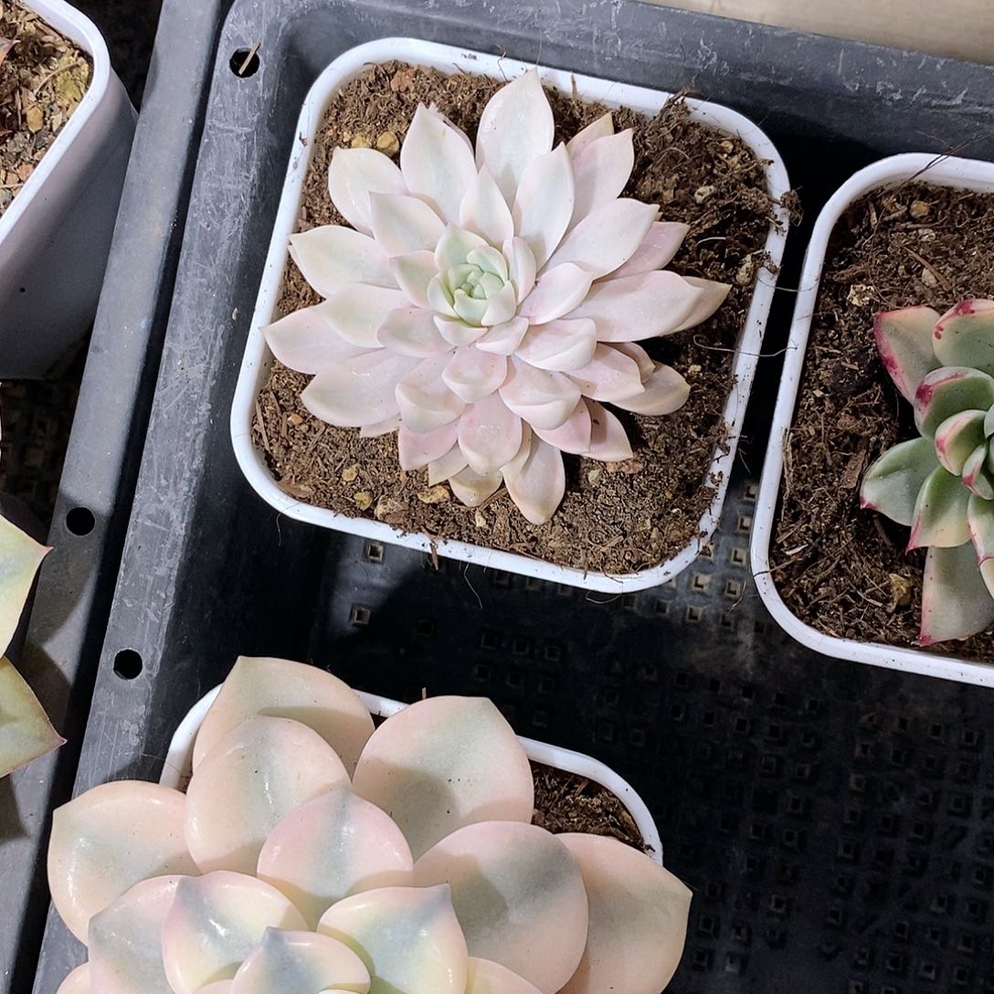 佳丽锦多肉植物老桩