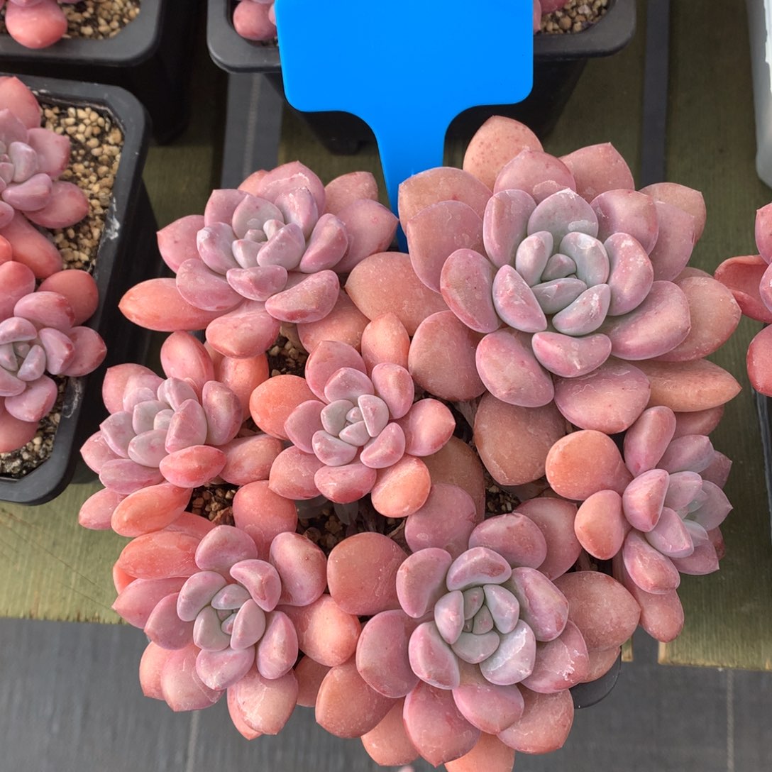 白鹭 多头 一颗    