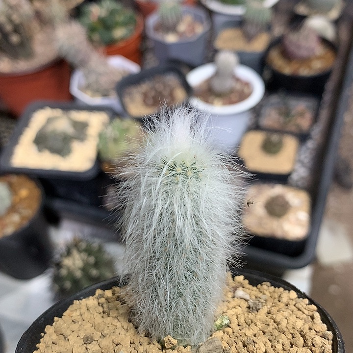 实生白毛青花虾仙人球