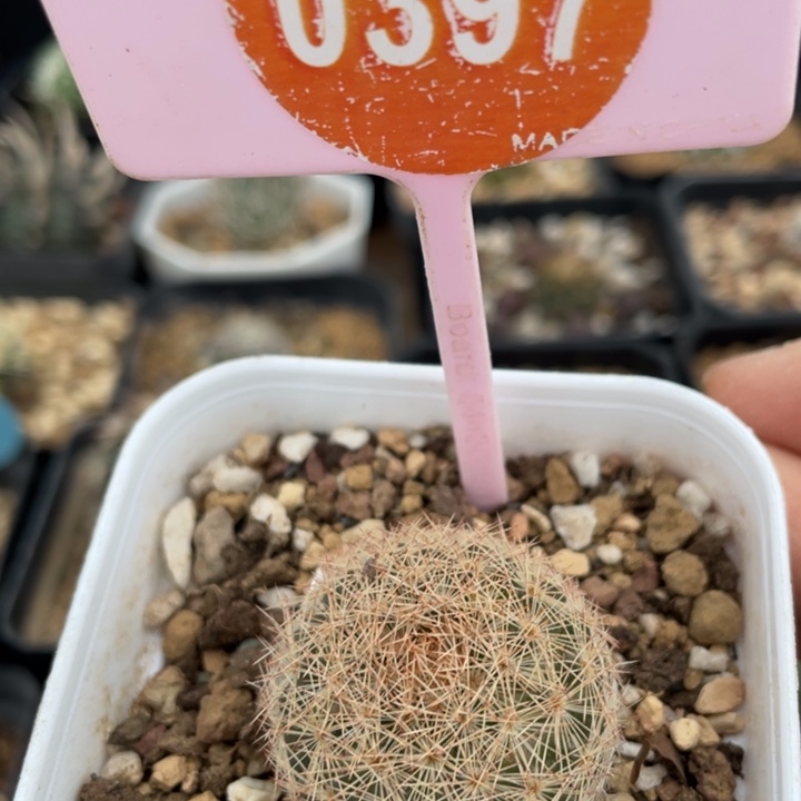 实生红刺姬玉0397000000