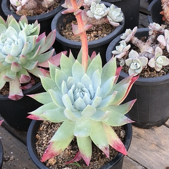 仙女棒仙女棒仙女棒