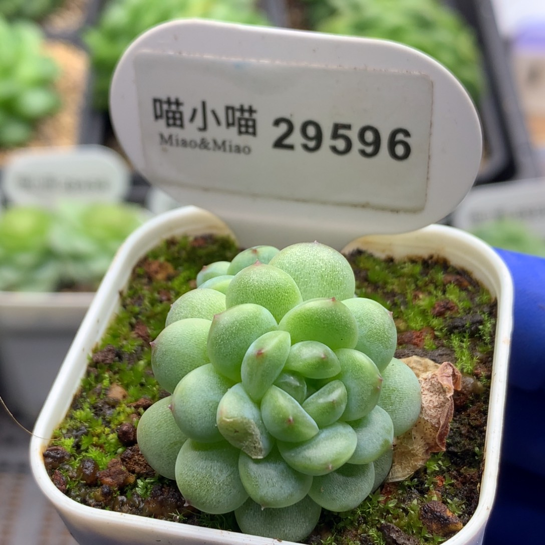 多肉植物杂交珍妮