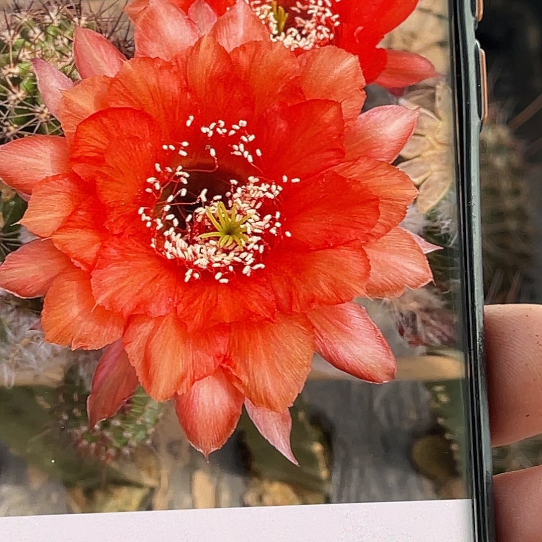 彩 围裙侧芽 歪 满20包邮5公分