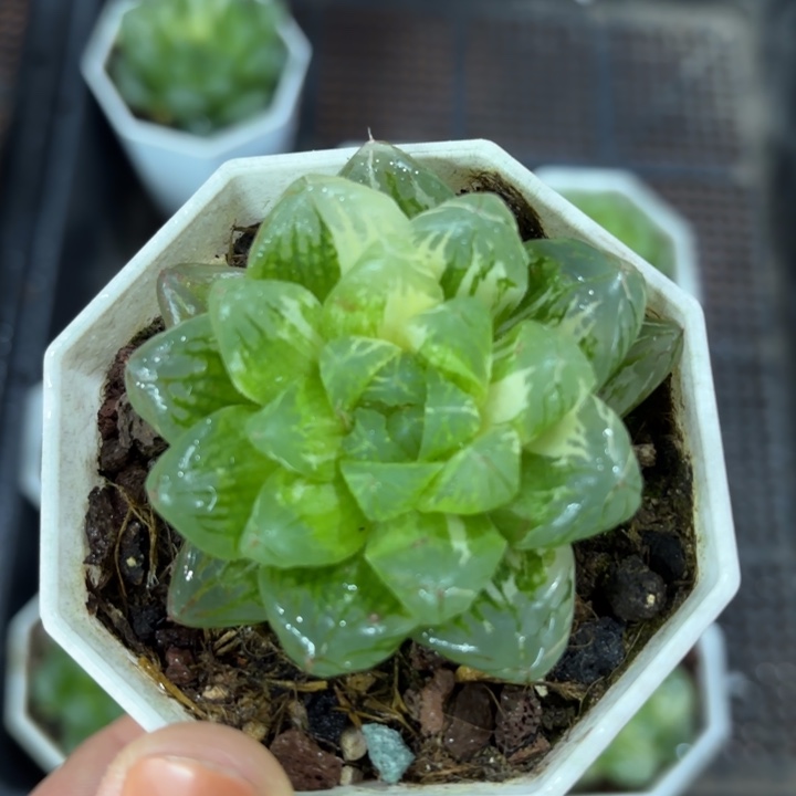 花火玉露锦多肉植物