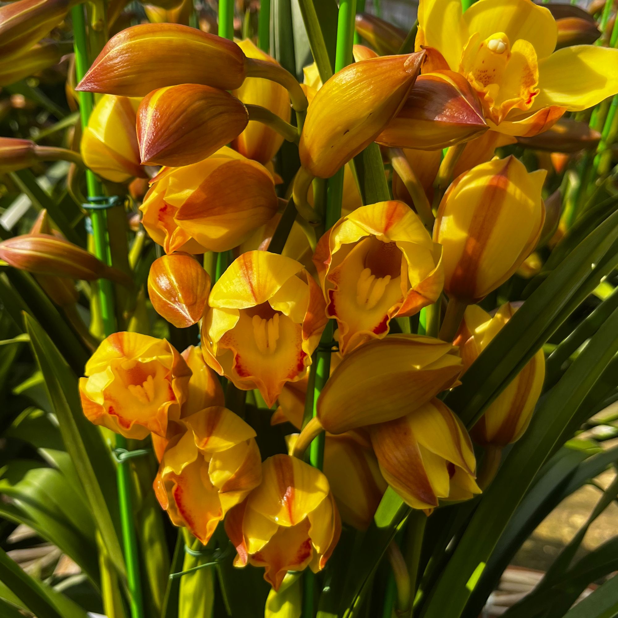 5花剑起《金光》金玉满堂云南兰花蕙兰基地直发好养易活年宵花