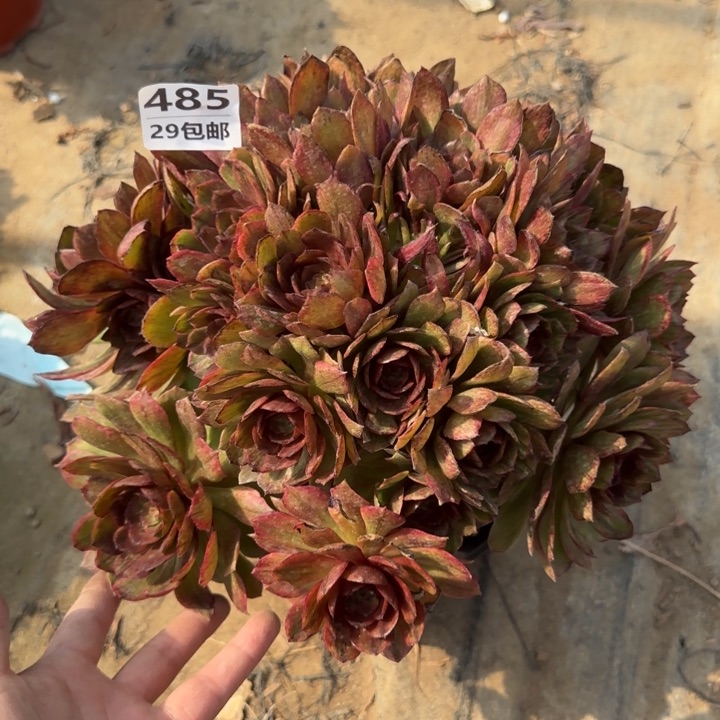 红丝绒……多肉植物……