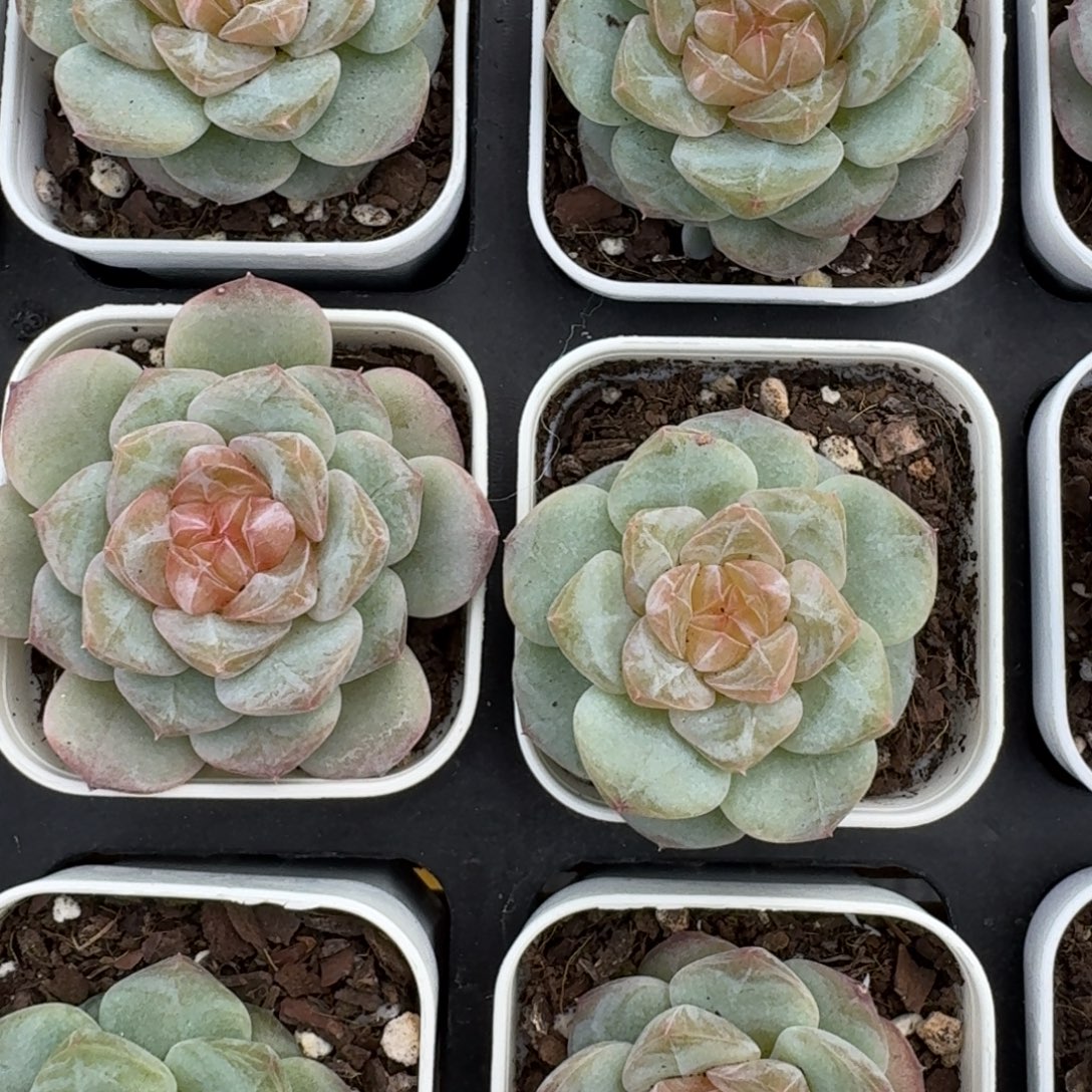 1019-05-零零珍妮一颗量拍