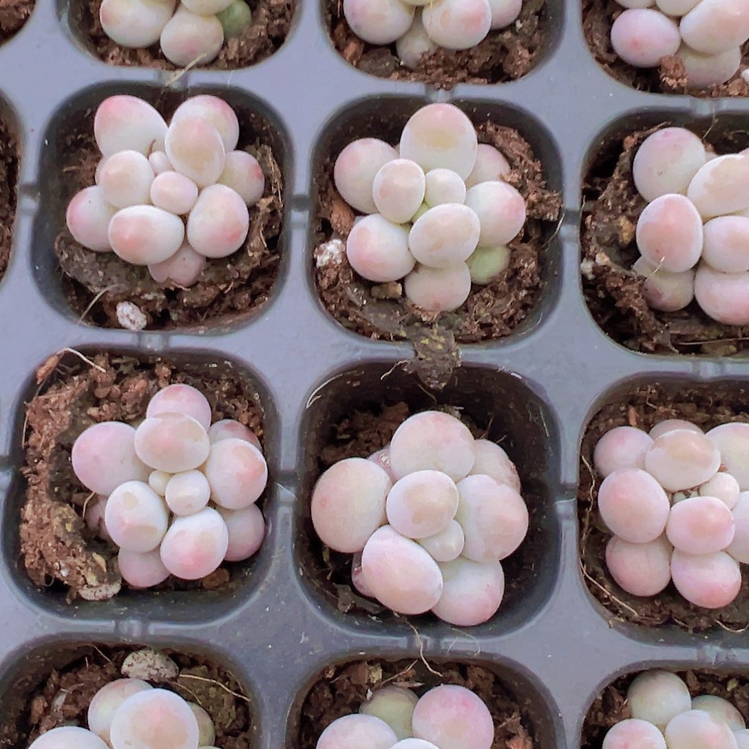 汤圆苗5颗多肉植物